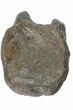 Sliced Pliosaur Vertebrae With Pyrite Replacement - Russia #78531-2